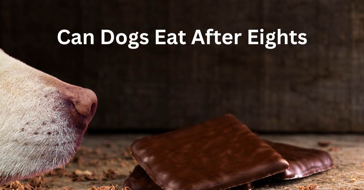 Can Dogs Eat After Eights, written in white. There is a dogs nose sniffing a pile of after eight mints.