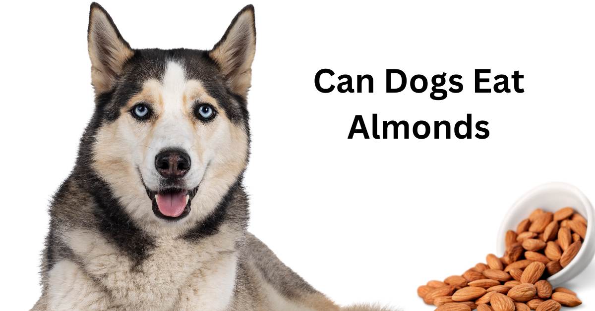 Can dogs eat almond written in black, with a picture of a husky and a bowl of almonds.