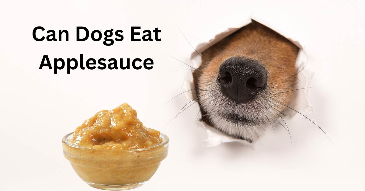 Can dogs eat applesauce written in black. A dog's nose breaks through the background, sniffing a bowl of applesauce.