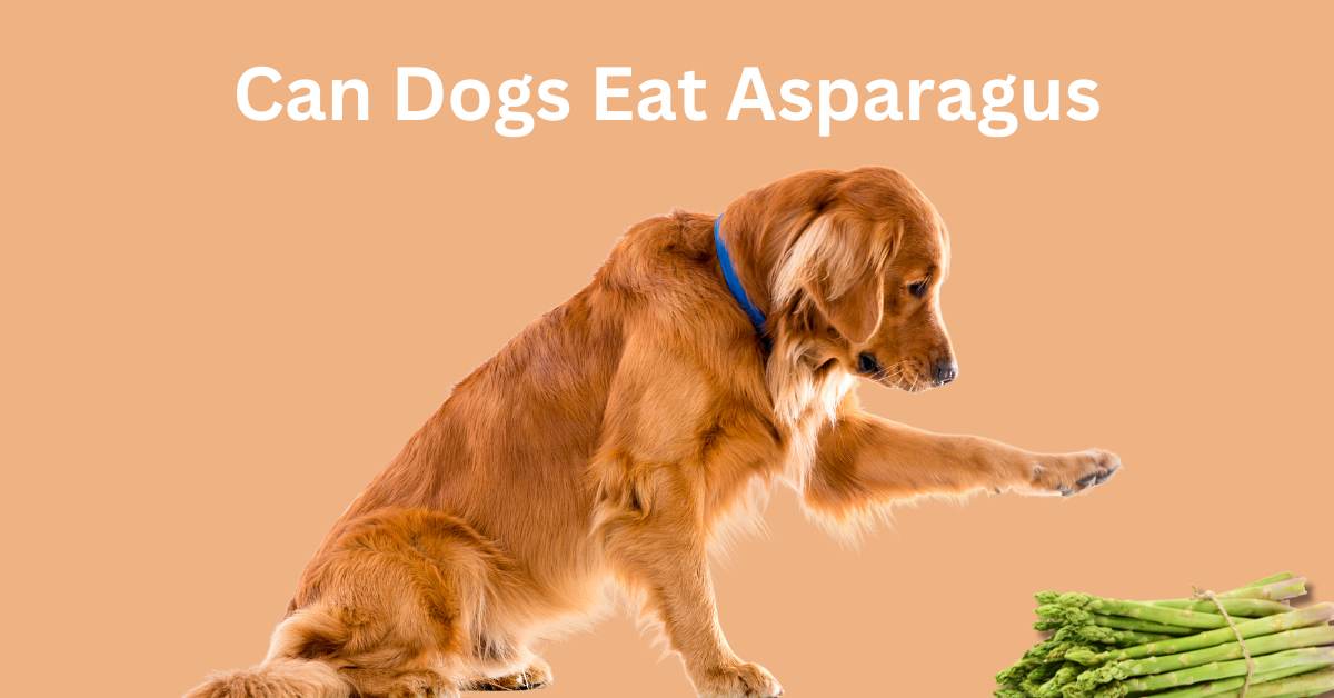 Can Dogs Eat Asparagus, written in white. The background is of a dog pawing some Asparagus.