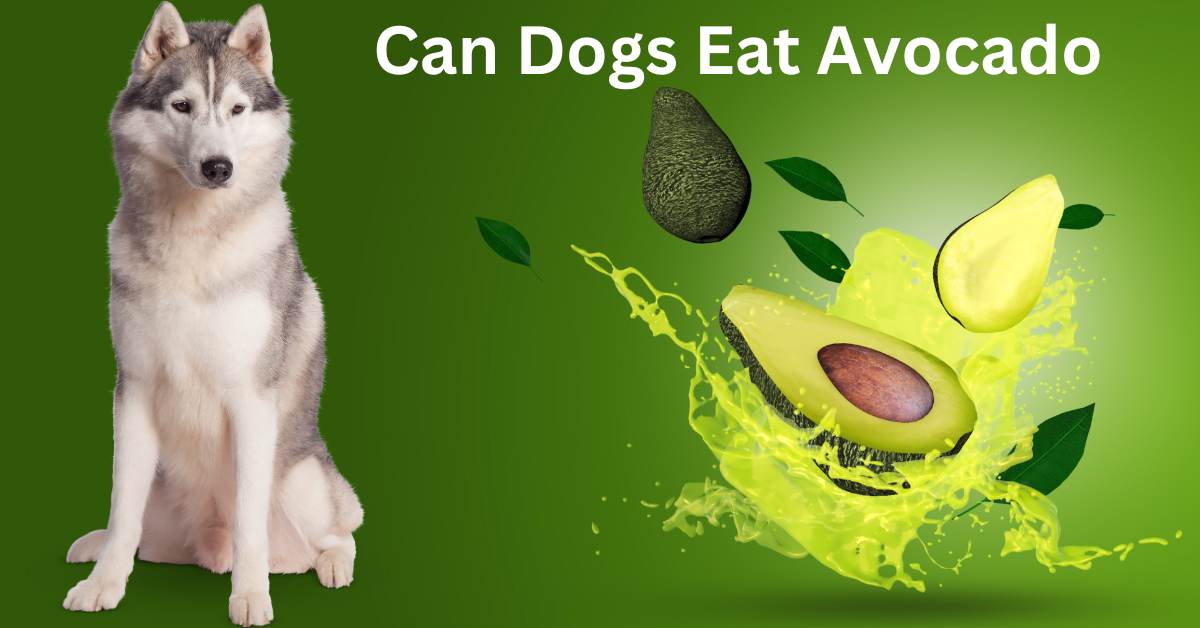 Can Dogs Eat Avocado written in white on a green background with an avocado and a husky sitting looking
