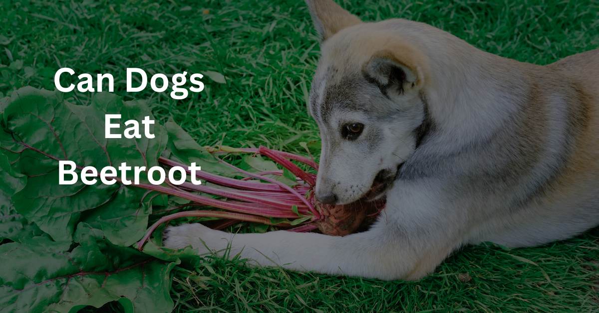 Can Dogs Eat Beetroot written in white. The background is of a dog chewing on Beetroot.