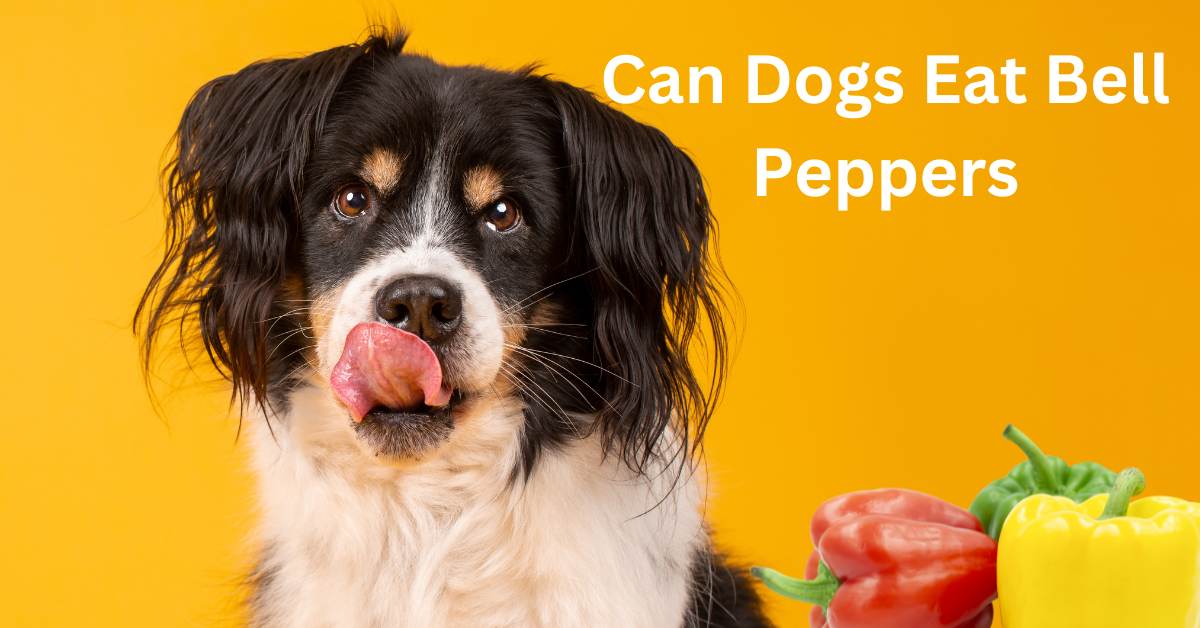 Can Dogs Eat Bell Peppers written in white. The back ground is yellow with a dog licking their lips with a pile of bell peppers