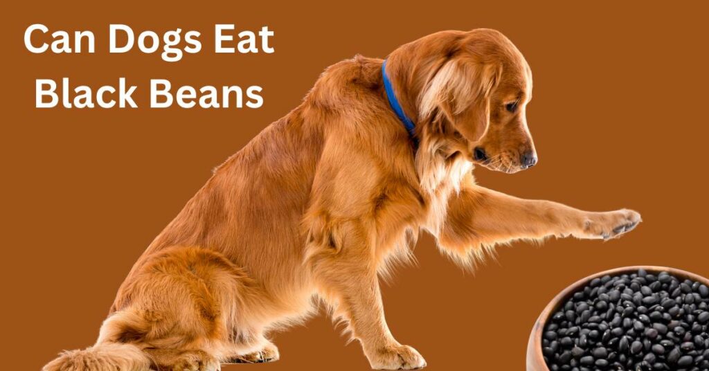 Can Dogs Eat Black Beans, written in white. There is a dog pawing at a bowl of black beans.