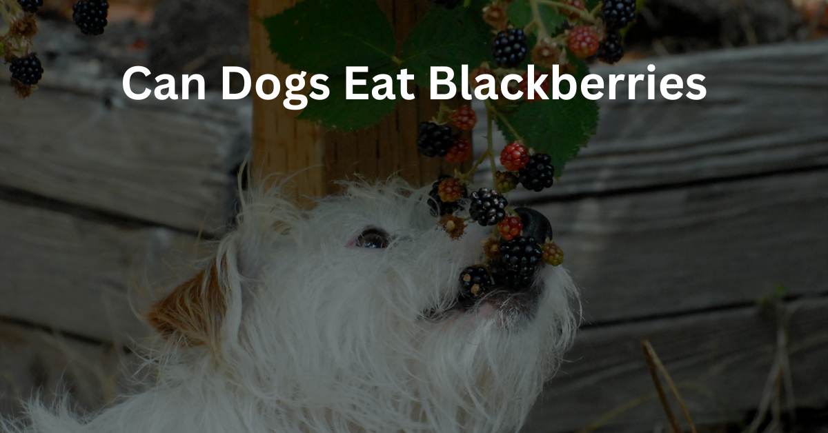 Can Dogs Eat Blackberries, written in white. There is a dog eating blackberries.