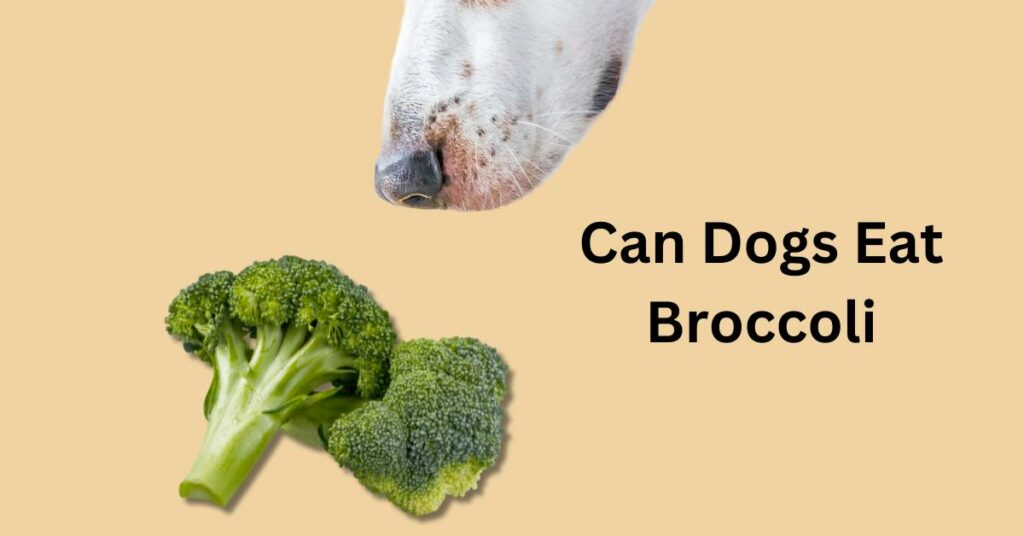 Can Dogs Eat Broccoli written in black. There is a dogs nose sniffing a pile of broccoli