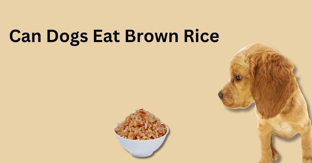Can Dogs Eat Brown Rice, written in black. There is a puppy looking at a bowl of brown rice.