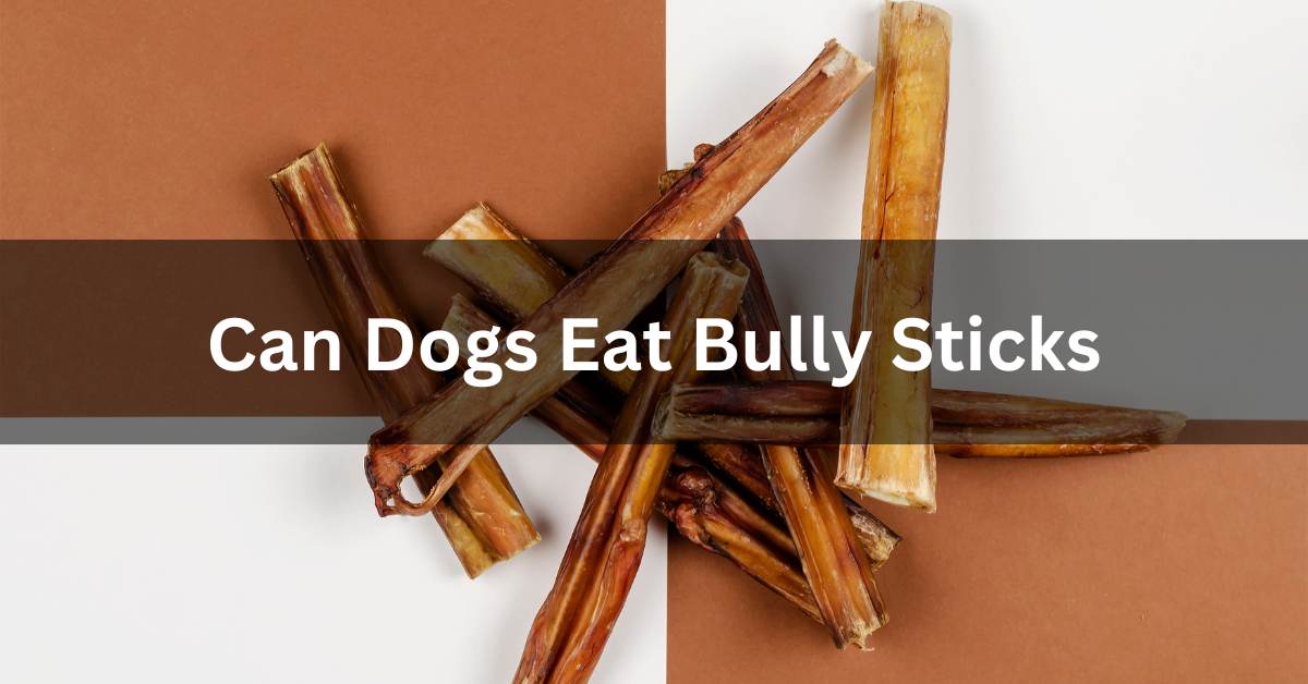 Can Dogs Eat Bully Sticks, written in white. The background image is of a pile of Bully Sticks