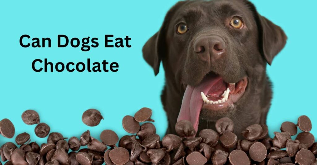 Dogs Eat Chocolate, written in black. There is a dog licking their lips in front of a pile of chocolate drops.