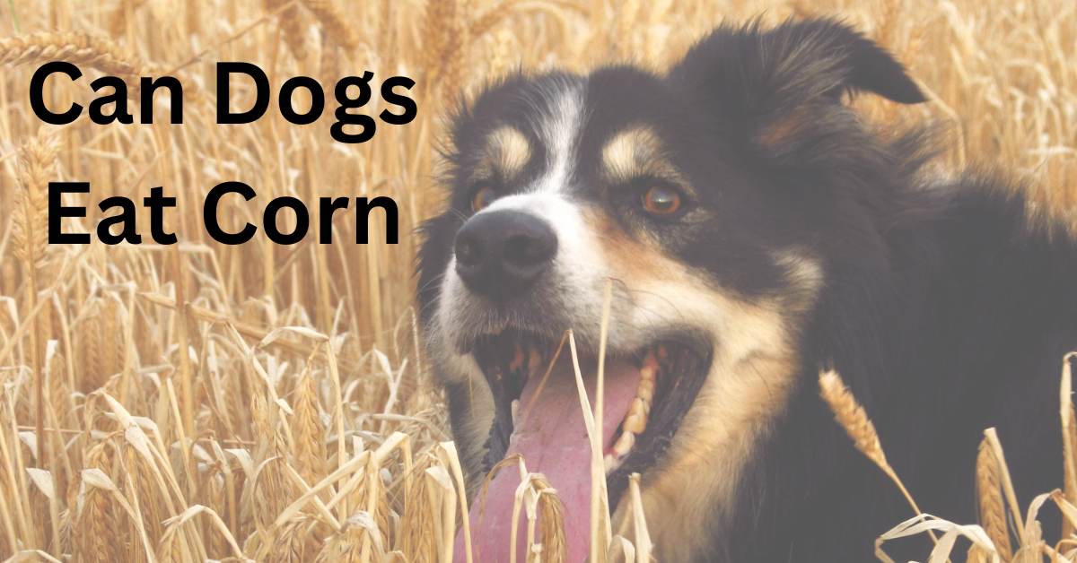 Can dogs eat corn, written in black. The background is of a dog in a cornfield.