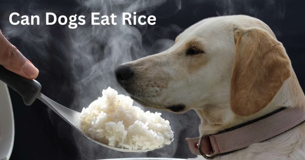 Can Dogs Eat Rice written in white. There is a person feeding a spoonful of rice to a dog.