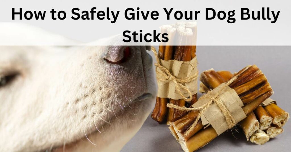 How to Safely Give Your Dog Bully Sticks, written in black. There is a dog sniffing a stack of Bully Sticks