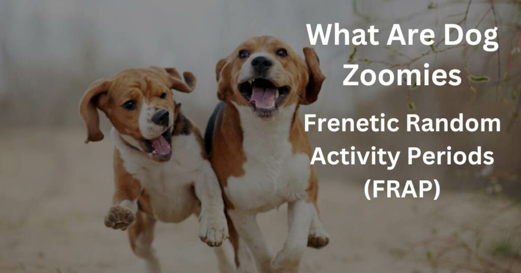 What are dog zoomies? Frenetic Random Activity Periods (FRAP) written in white. there are 2 dogs running