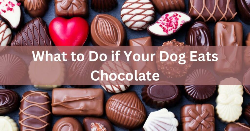 What to Do if Your Dog Eats Chocolate, written in white, with a tray of chocolates in the background.