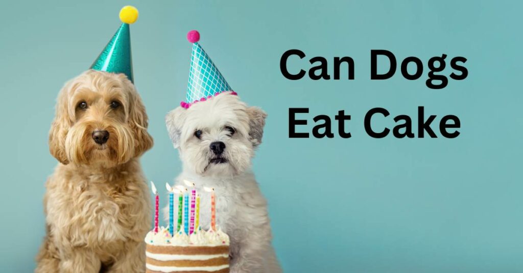 2 dogs stitting behind a birtday cake with a light blue background
