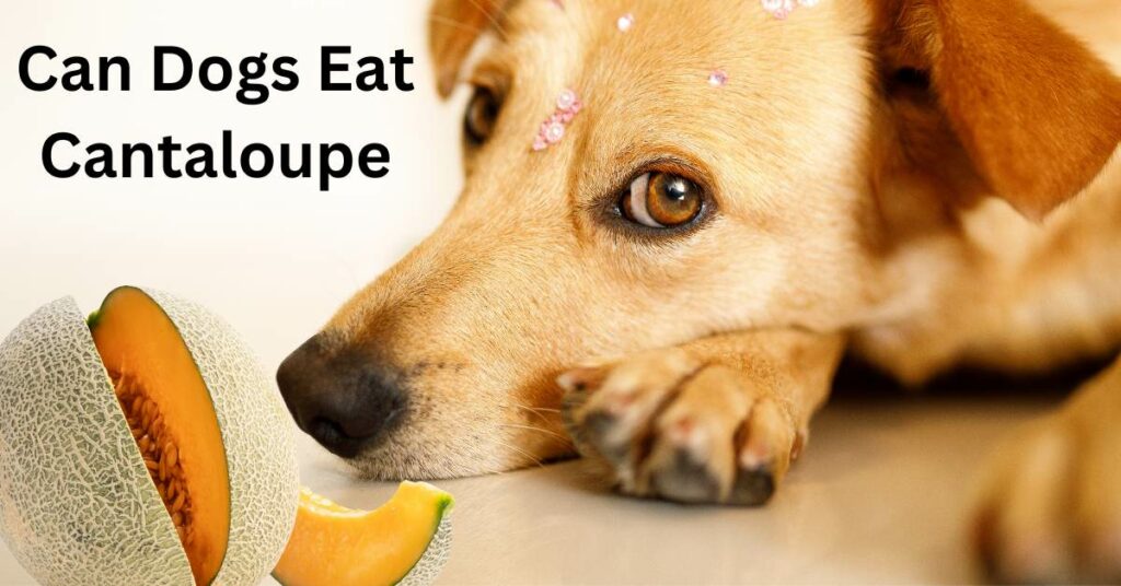 There is a dog laying looking at a Cantaloupe. Written in black Can Dogs Eat Cantaloupe