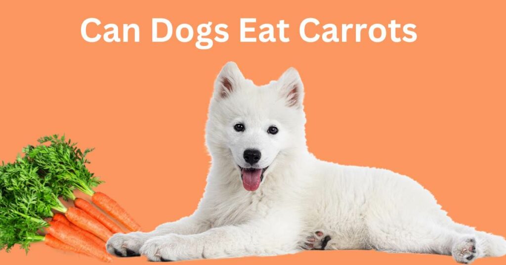 light orrange background white a dog laying next to a pile of carrots. written in white Can Dogs Eat Carrots