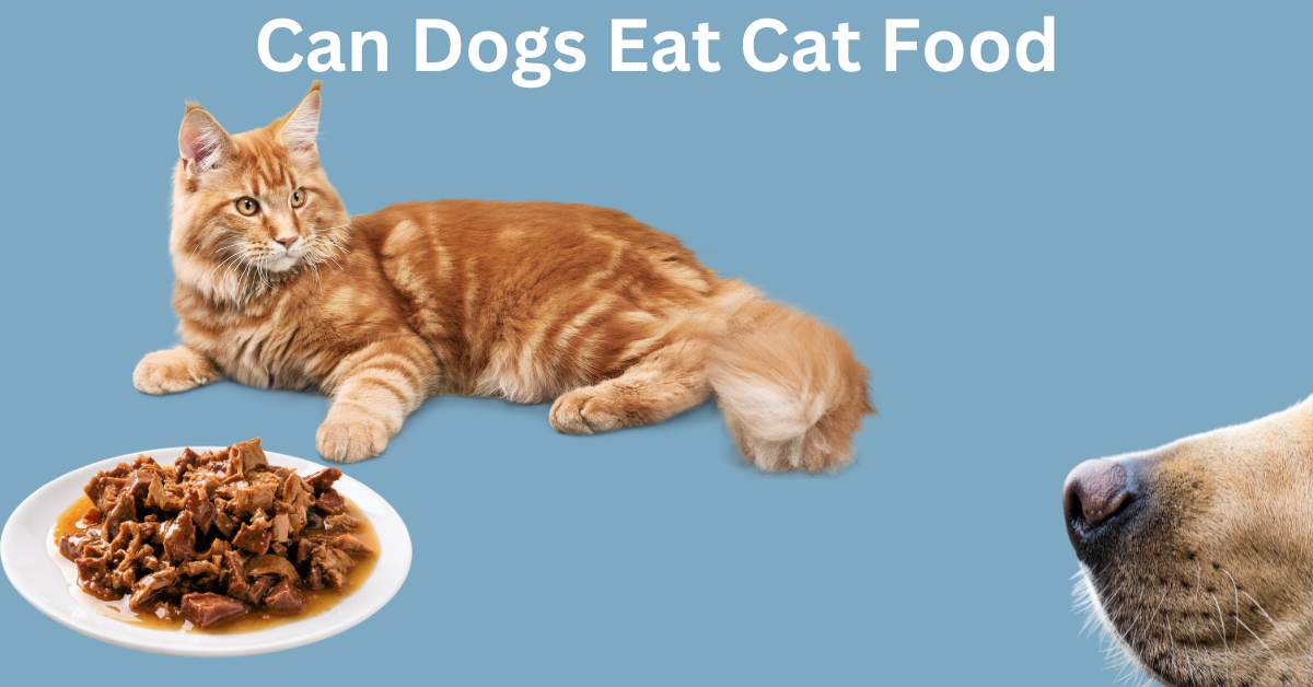 light blue back ground with a cat laying next to a plate of cat food. dogs nose is appearing from the right. Written in white is Can Dogs Eat Cat Food