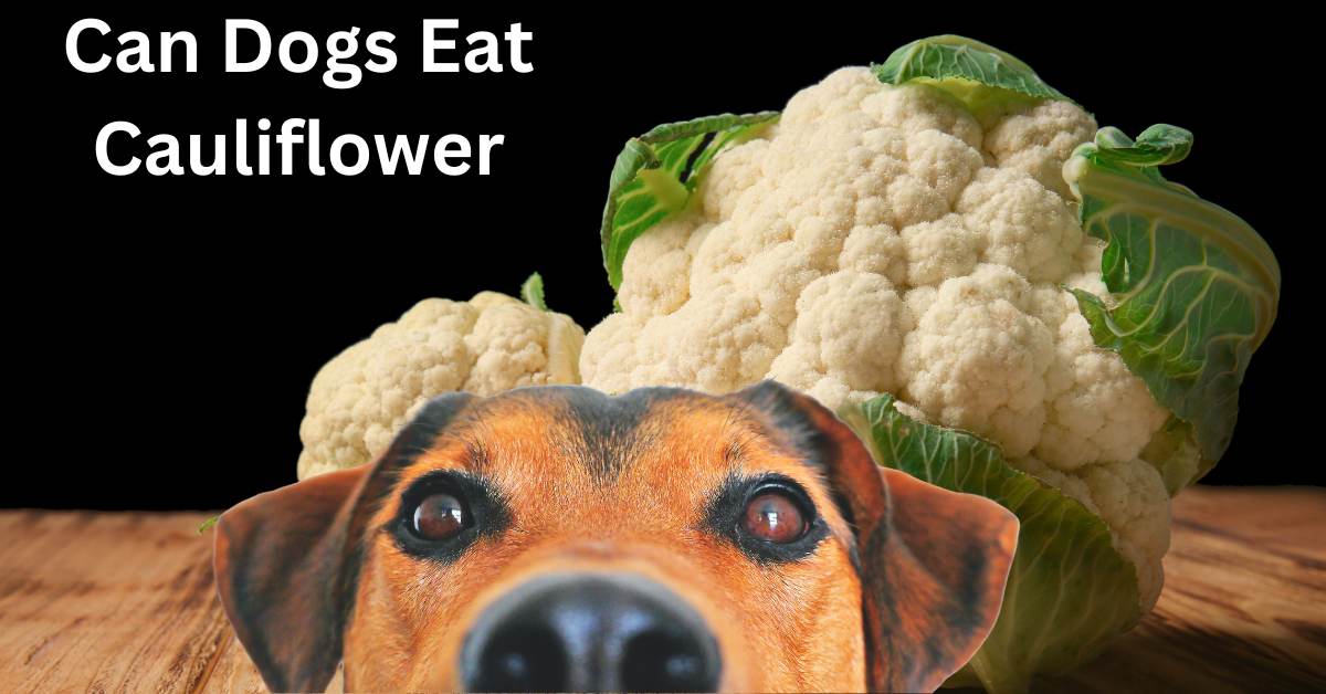A cauliflower sitting on a table against a black bacground with a dog appearing from the bottom. Written in white can a dog eat cauliflower