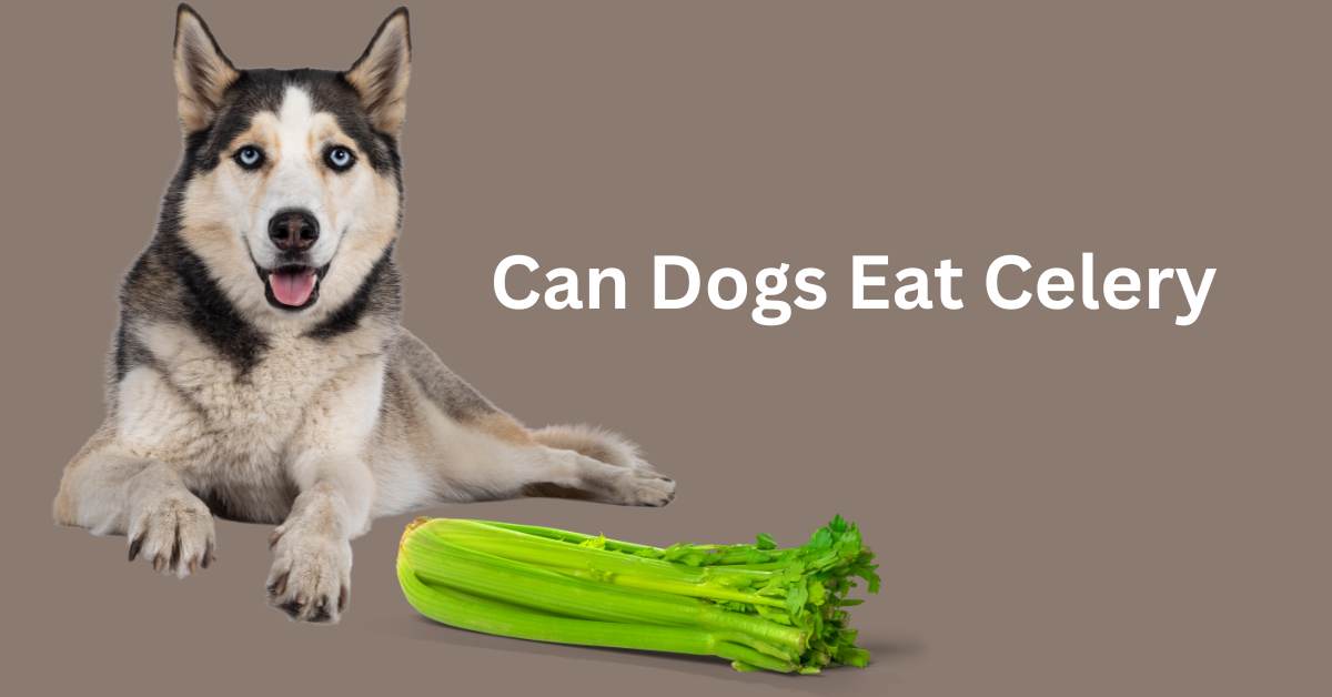 a Husky laying next to a buch of celery on a light grey background. Written in white Can Dogs Eat Celery