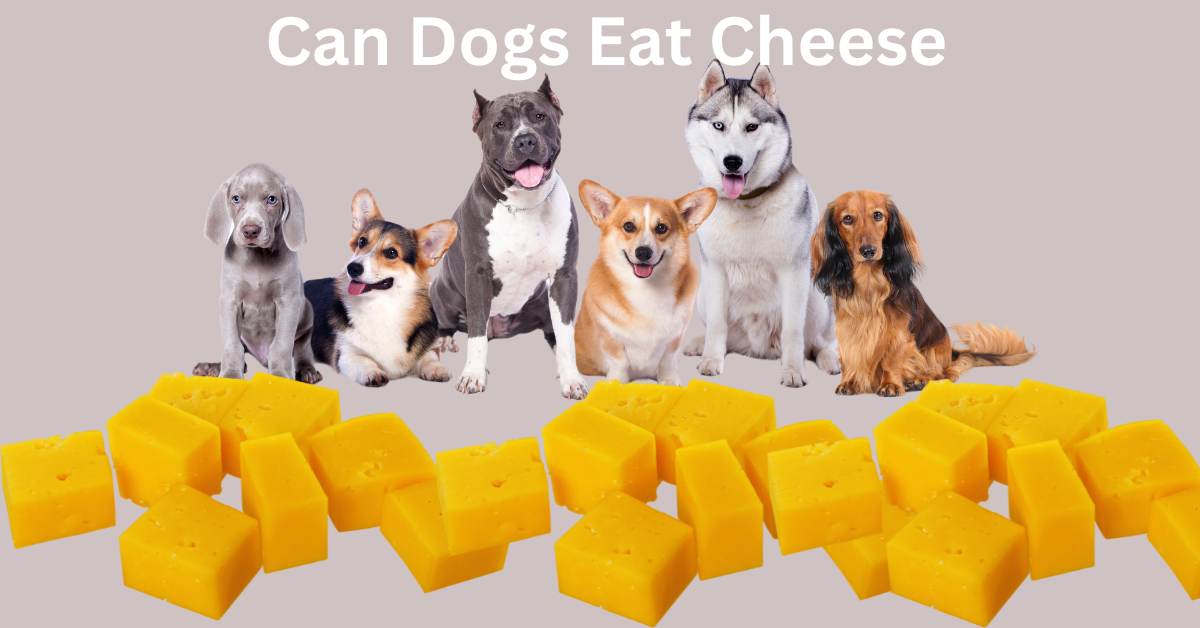 light grey background with 6 dogs sitting behind a cubes of cheese. Written in white can dogs eat cheese.