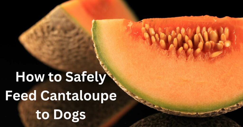 image of a cantaloupe. written in white How to Safely Feed Cantaloupe to Dogs