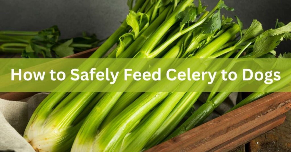 2 Bunches of Celery placed in a wooden create. Written in white How to Safely Feed Celery to Dogs