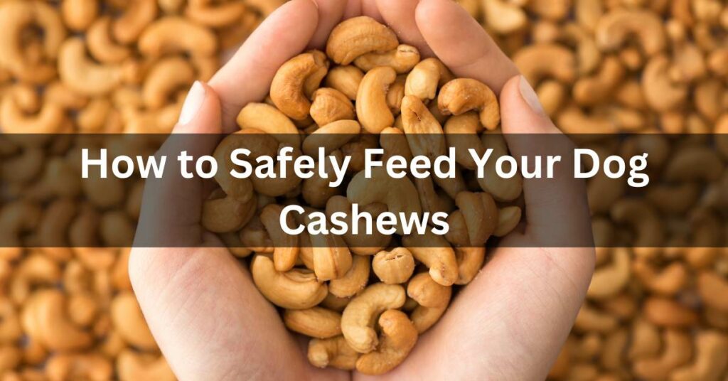 a person holding a handful of Cashews. Writtein in white is How to Safely Feed Your Dog Cashews