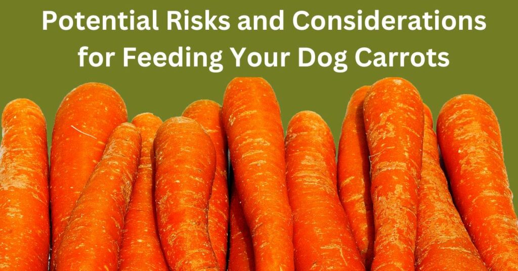 green background with 13 carrots. Written in white Potential Risks and Considerations for feeding your dog carrots.