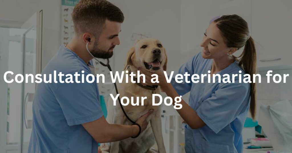 2 vets giving a dog a health check up. Written in white is Consultation With a Veterinarian for Your Dog
