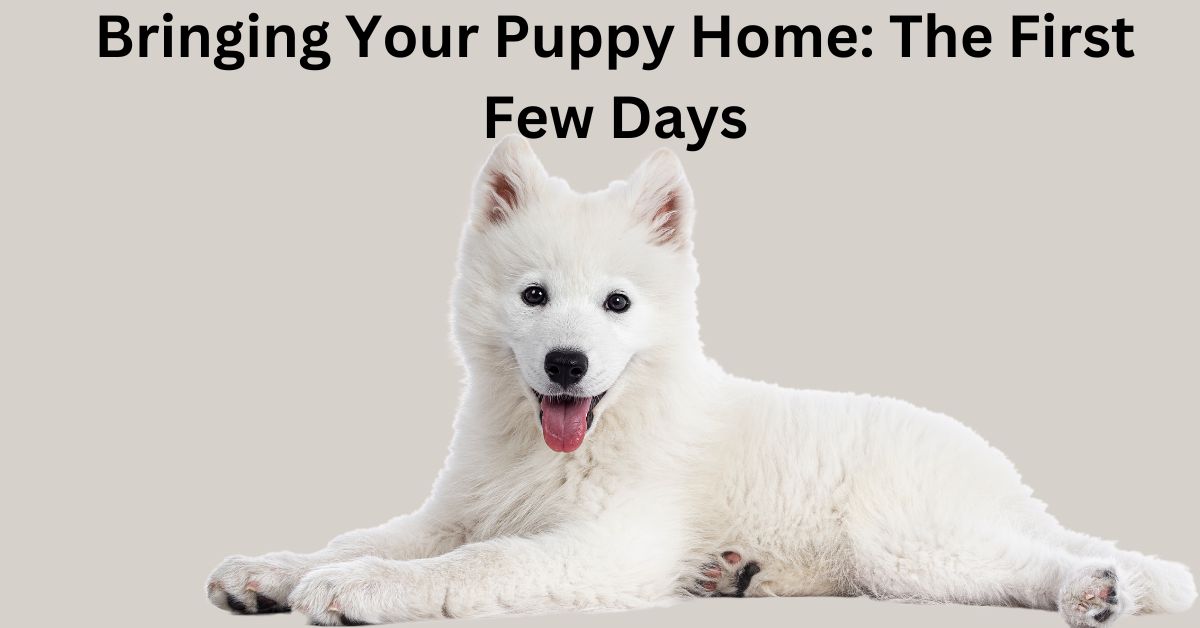 Bringing Your Puppy Home: The First Few Days