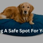 Creating A Safe Spot for Your Dog