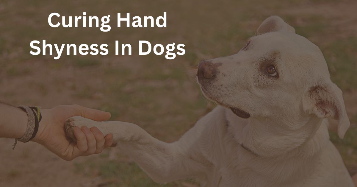 Curing Hand Shyness In Dogs