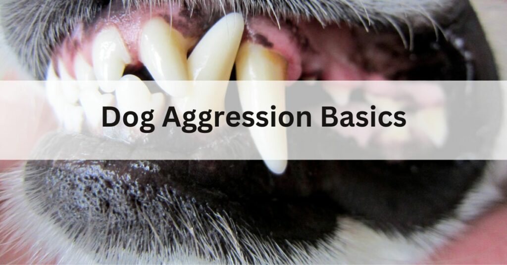 Dog Aggression Basics