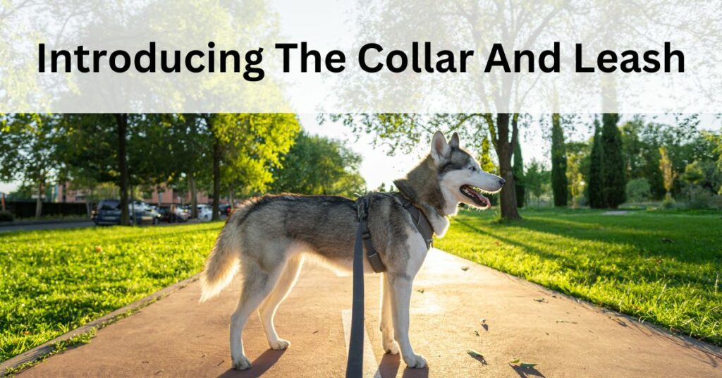 Introducing The Collar And Leash