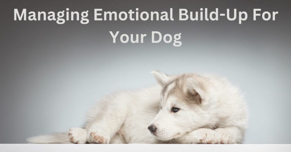 Managing Emotional Build-Up For Your Dog
