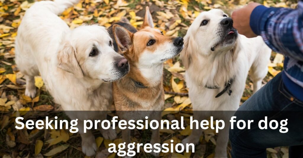 Seeking professional help for dog aggression