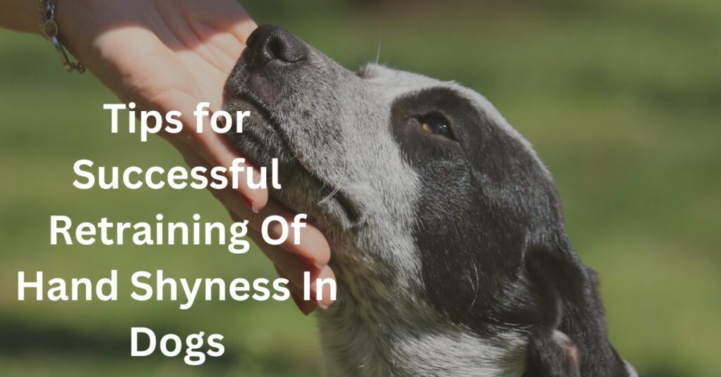 Tips for Successful Retraining of Hand Shyness In Dogs