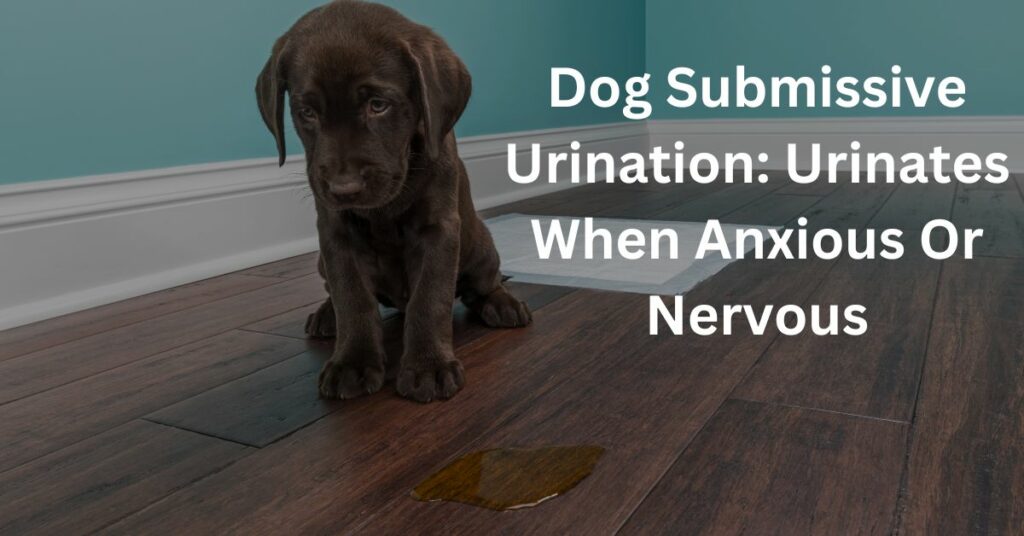 Dog Submissive Urination: Urinates When Anxious Or Nervous