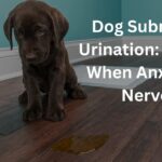 Dog Submissive Urination: Urinates When Anxious Or Nervous
