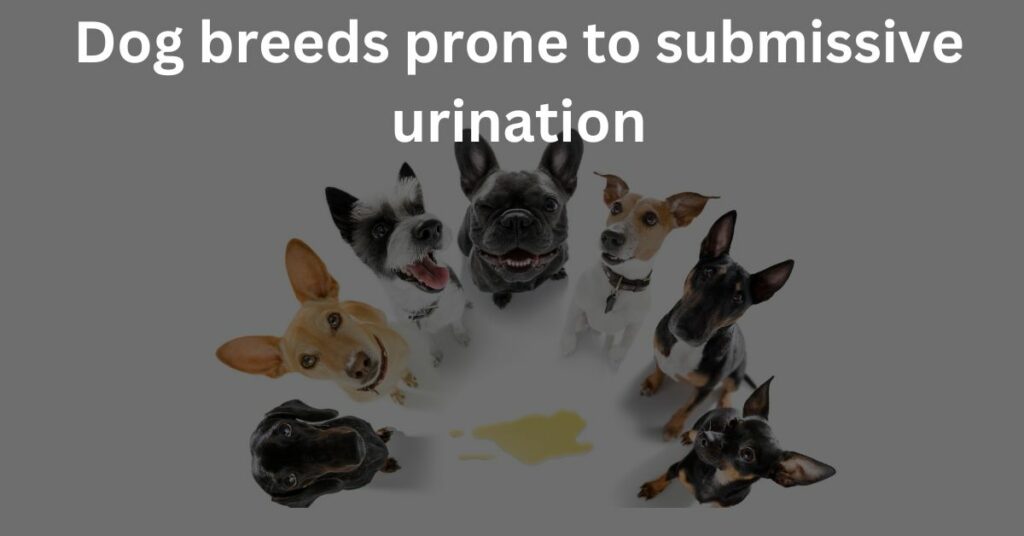 Dog breeds prone to submissive urination