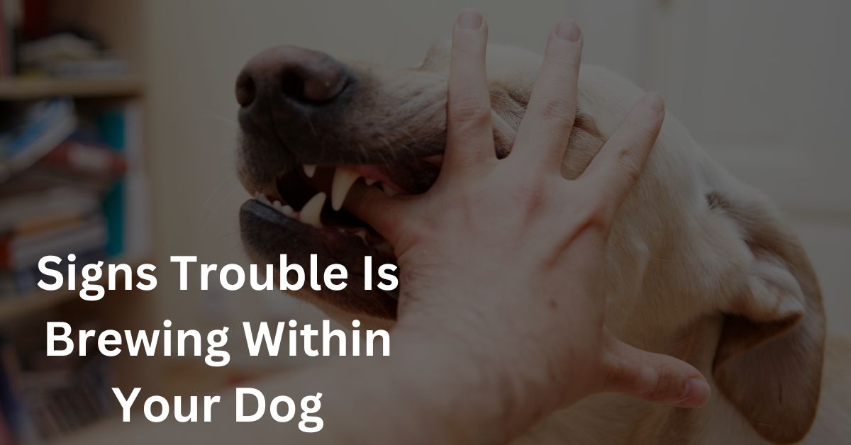 Signs Trouble Is Brewing Within Your Dog
